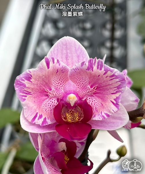 Фаленопсис пинк сансет. Miki splash butterfly. Phal. Фаленопсис калейдоскоп бабочка. Miki dancer '63' 2.