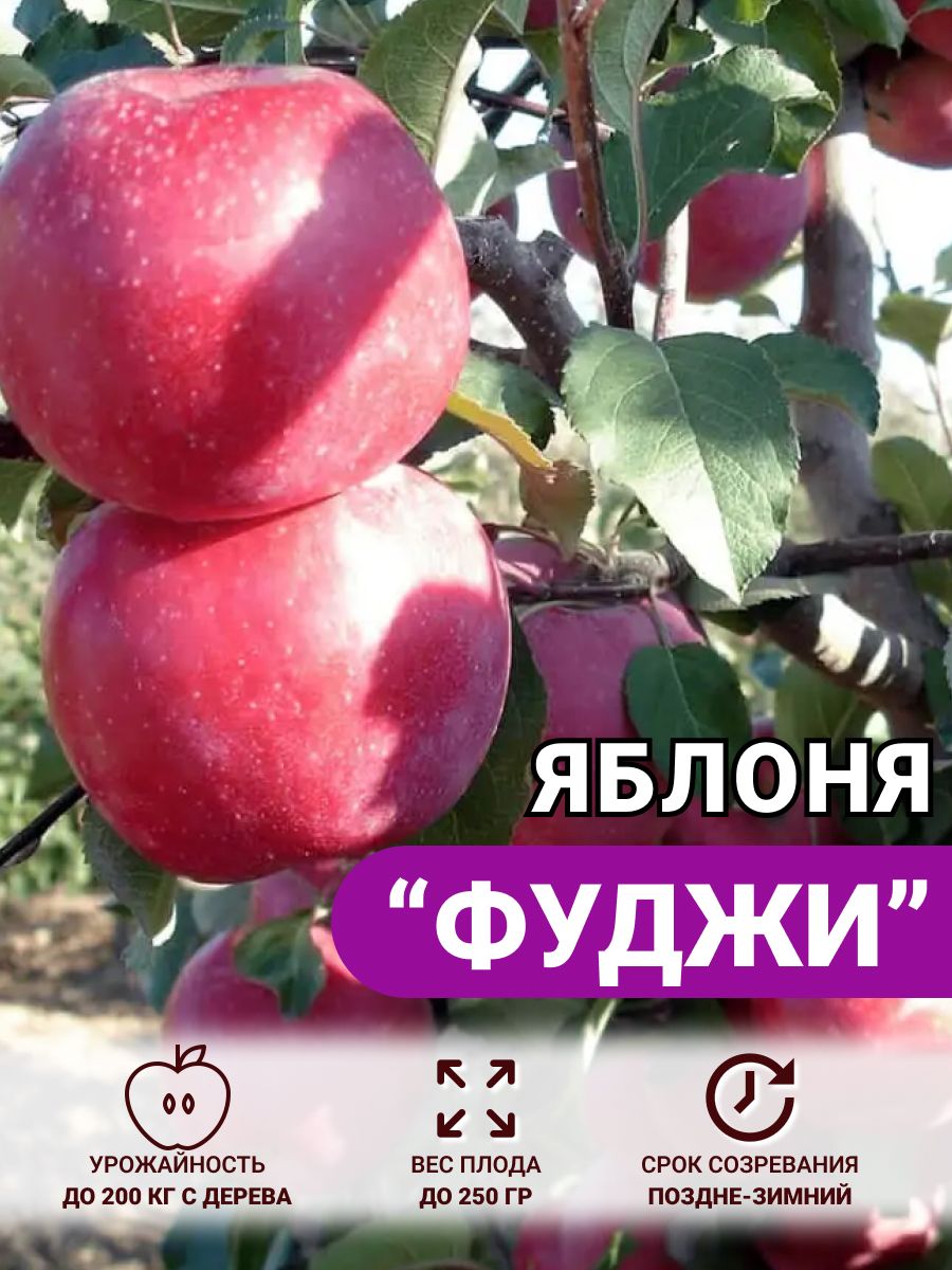 Саженец яблони фуджи. Саженец яблони фуджи