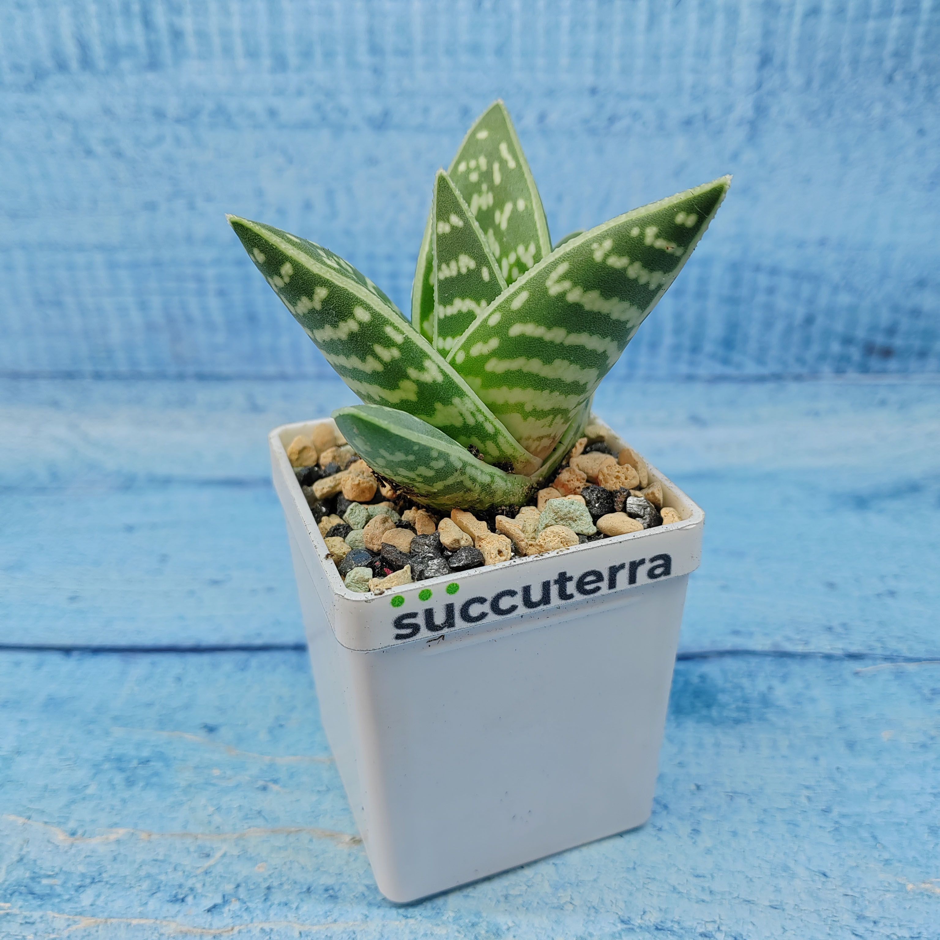 Суккулент Aloe Variegata (Алоэ) Диаметр горшка 5.5 см. Субстрат Succuterra Classic и фирменный горшочек в комплекте.