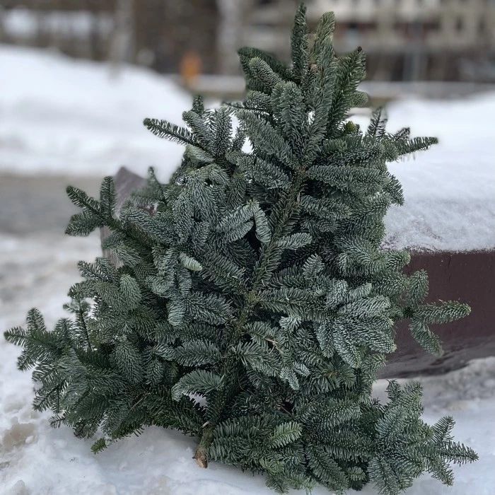 Ветки голубой ели (живые).Нобилис