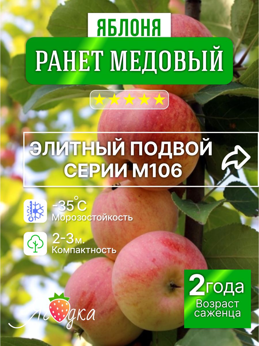 СаженецяблониРанетМедовый