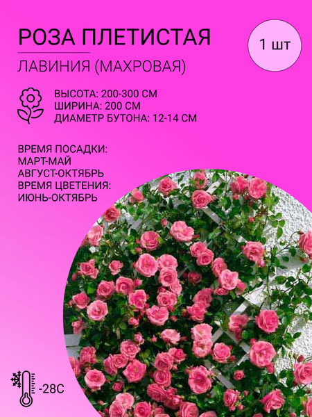 Роза, Розы розы плетистые - купить по выгодным ценам в интернет ...