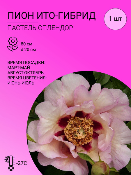 Пионы Ито гибрид Пион 1 шт_Пастель Сплендер - купить по выгодным ценам ...