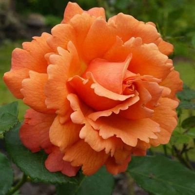 Роза изи даст ит фото и описание