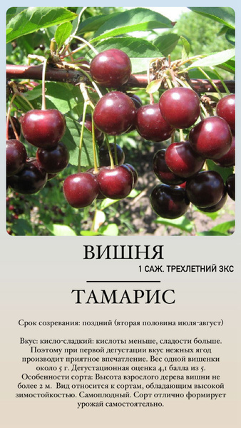 Вишня Вишня - купить по выгодным ценам в интернет-магазине OZON ...