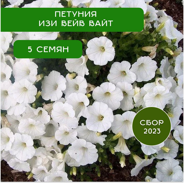 Петунии Пальмы - купить по выгодным ценам в интернет-магазине OZON ...
