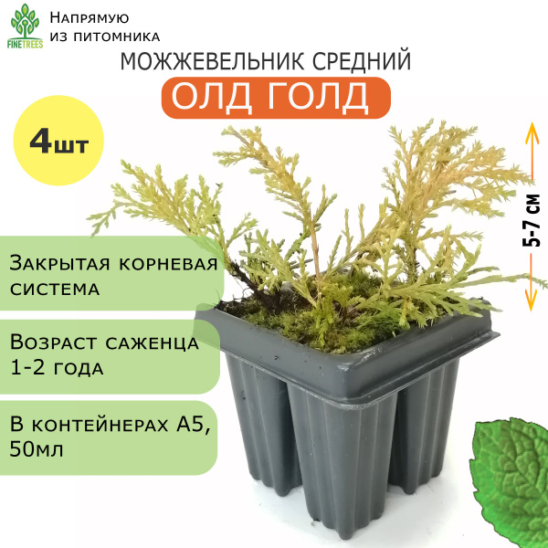 Можжевельник средний Олд Голд. 4 штуки, А5 (50 мл). Комплект саженцев с ...