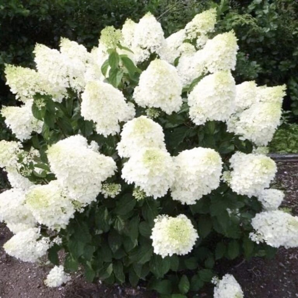 Гортензия метельчатая Сильвер Доллар 3-х летний саженец в горшке 2.5 л ...