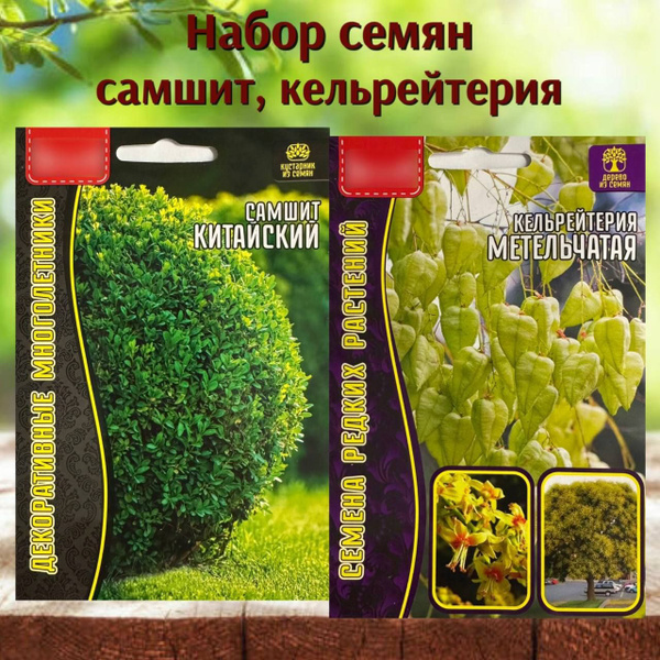 Самшит Семена многолетних деревьев и кустарников Самшит и Кельрейтерия ...
