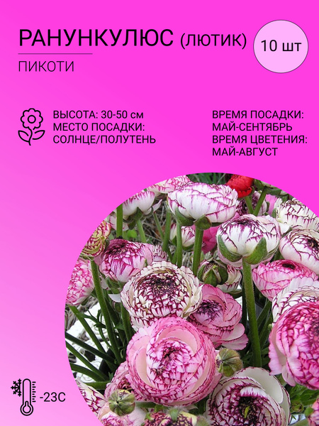 Лютик (Ранункулюс садовый) Лютик - купить по выгодным ценам в интернет ...