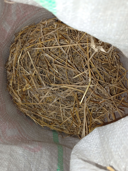 солома пшеничная домашняя - купить с доставкой по выгодным ценам в ...