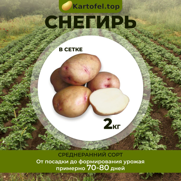 Картофель Kartofel.top Снегирь_Снегирь - купить по выгодным ценам в ...
