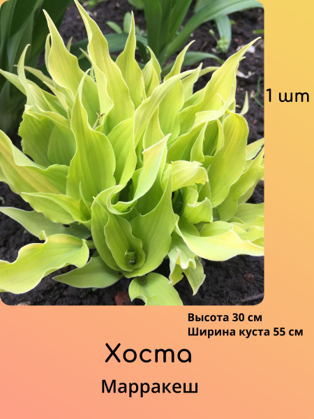 Хосты Хоста1шт - купить по выгодным ценам в интернет-магазине OZON ...