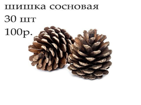 шишка сосновая - купить с доставкой по выгодным ценам в интернет ...