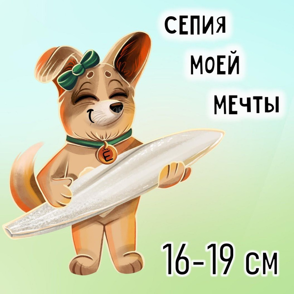 16-19 см - Минеральный камень - Панцирь каракатицы (Сепия для улиток ...