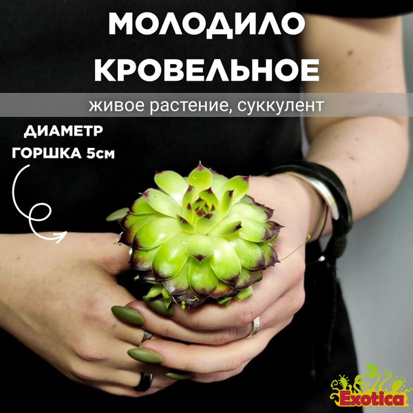Молодило Кровельное (Sempervivum Tectorum) D5см купить на OZON по ...