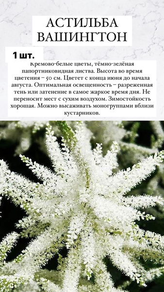 Астильба Астильба1шт_Вашингтон - купить по выгодным ценам в интернет ...