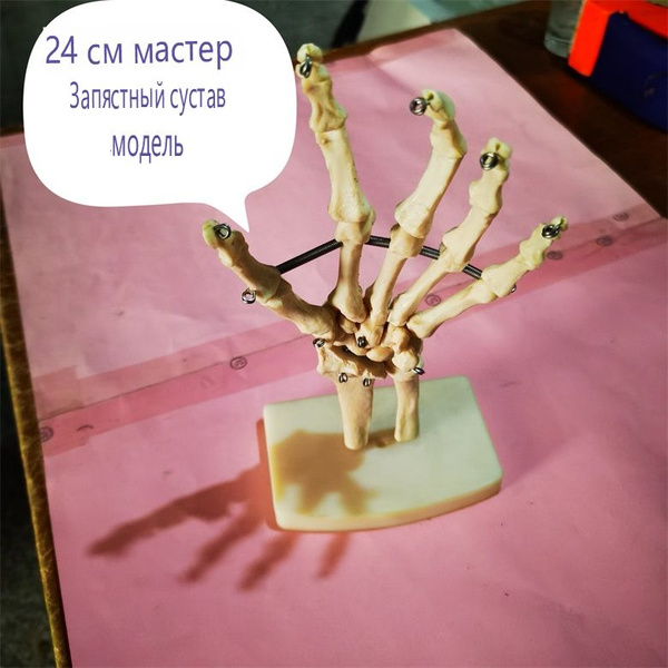 модель кости кисти длиной 24 см, натуральная модель сустава большой ...