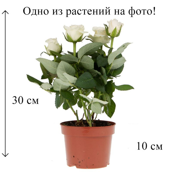 Роза, Кустовая роза белый, 10 дм, 1 шт - купить по выгодной цене в ...