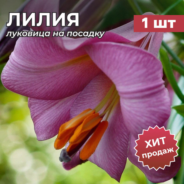 Лилия, Луковица лилии "ПИНК ПЕРФЕКШН" на посадку 1 шт купить на OZON по ...