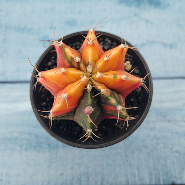 Характеристики Коллекционный кактус Gymnocalycium Variegata ...