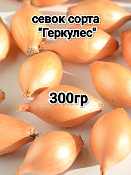 Луковицы Лук севок купить по выгодной цене в интернет-магазине OZON ...