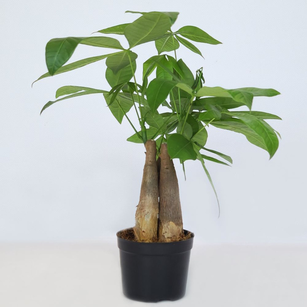 Пахира Акватика (Дерево счастья), D-9 купить на OZON по низкой цене ...