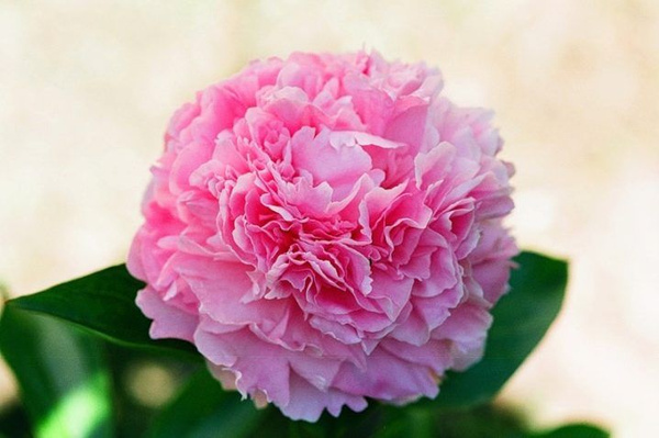 Пион double pink. Пион dresden pink - пион дрезден пинк. Дрезден пинк. Пион пинк киссес. Пион травянистый пинк джайнт.