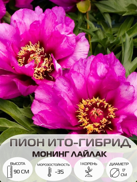 Корень пиона ито-гибрид Монинг Лайлак, многолетние цветы, саженец 1 шт ...