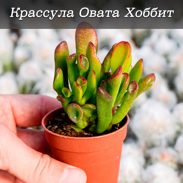 Крассула Овата Хоббит (Crassula ovata Hobbit) комнатное растение купить ...