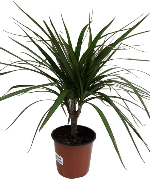 Растение Драцена Марг.D12 купить на OZON по низкой цене (1776377585)