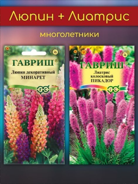 Люпины многолетние, Лиатрис Аэлита цветы - купить по выгодным ценам в ...