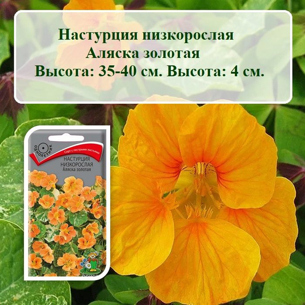 Настурции ПОИСК Агрохолдинг ЦВЕТОВ_П - купить по выгодным ценам в ...