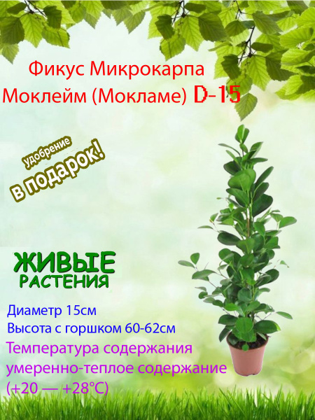 Фикус, цвет Фикус Микрокарпа Моклейм Мокламе D-15, 1 шт купить на OZON ...