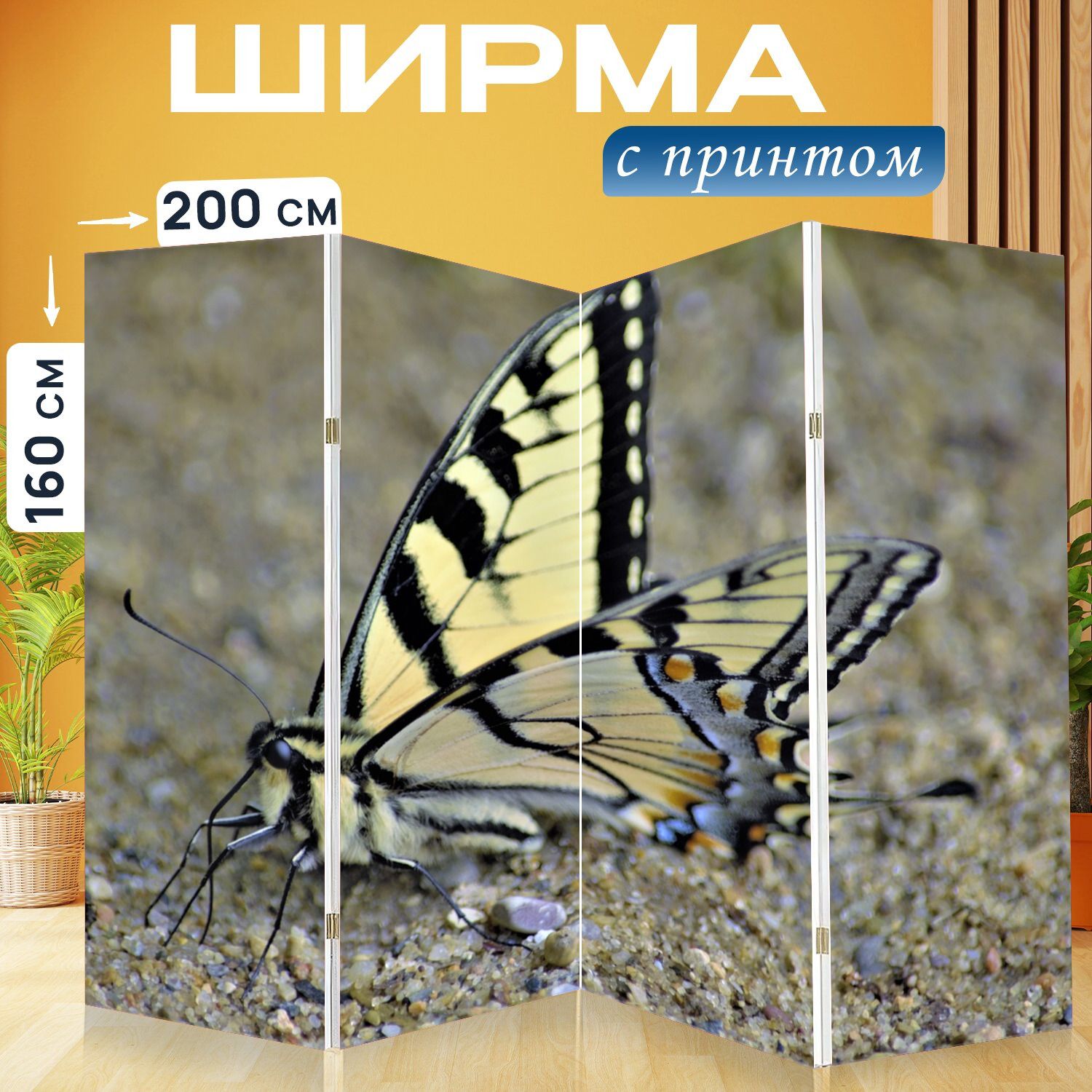 Ласточкин хвост бабочка
