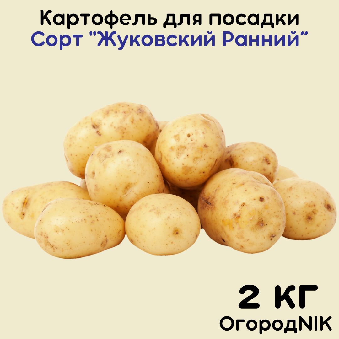 Картофельсеменной"Жуковскийранний"