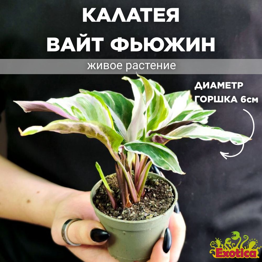 Калатея Exotica Calathea White Fusion, 6 дм, 1 шт - купить по выгодной цене  в интернет-магазине OZON (1090786616)