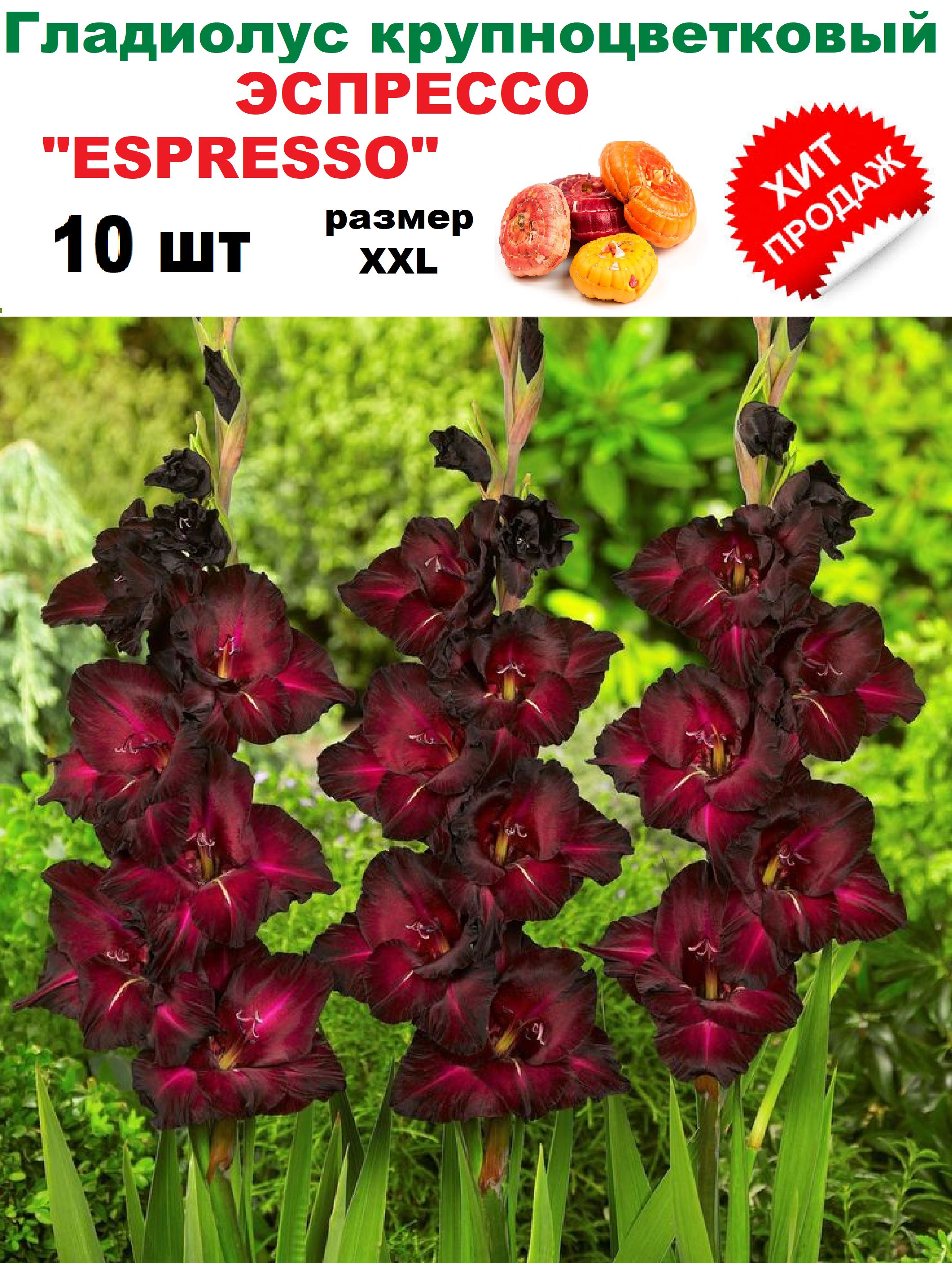 Черный гладиолус цветок