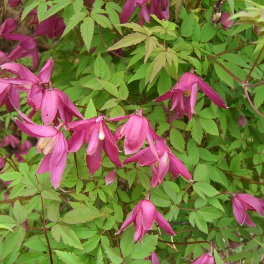 Клематис альпийский Франки (Clematis Frankie) 5л, цена в Санкт-Петербурге от ком