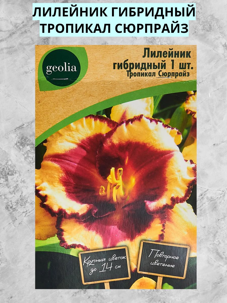 Лилейник тропикал сюрпрайз. Лилейник гибридный тропикал сюрпрайз. Лилейник тропикал сюрпрайз отзывы. Лилейник гибридный тропикал сюрпрайз. Лилейник гибридный тропикал сюрпрайз.