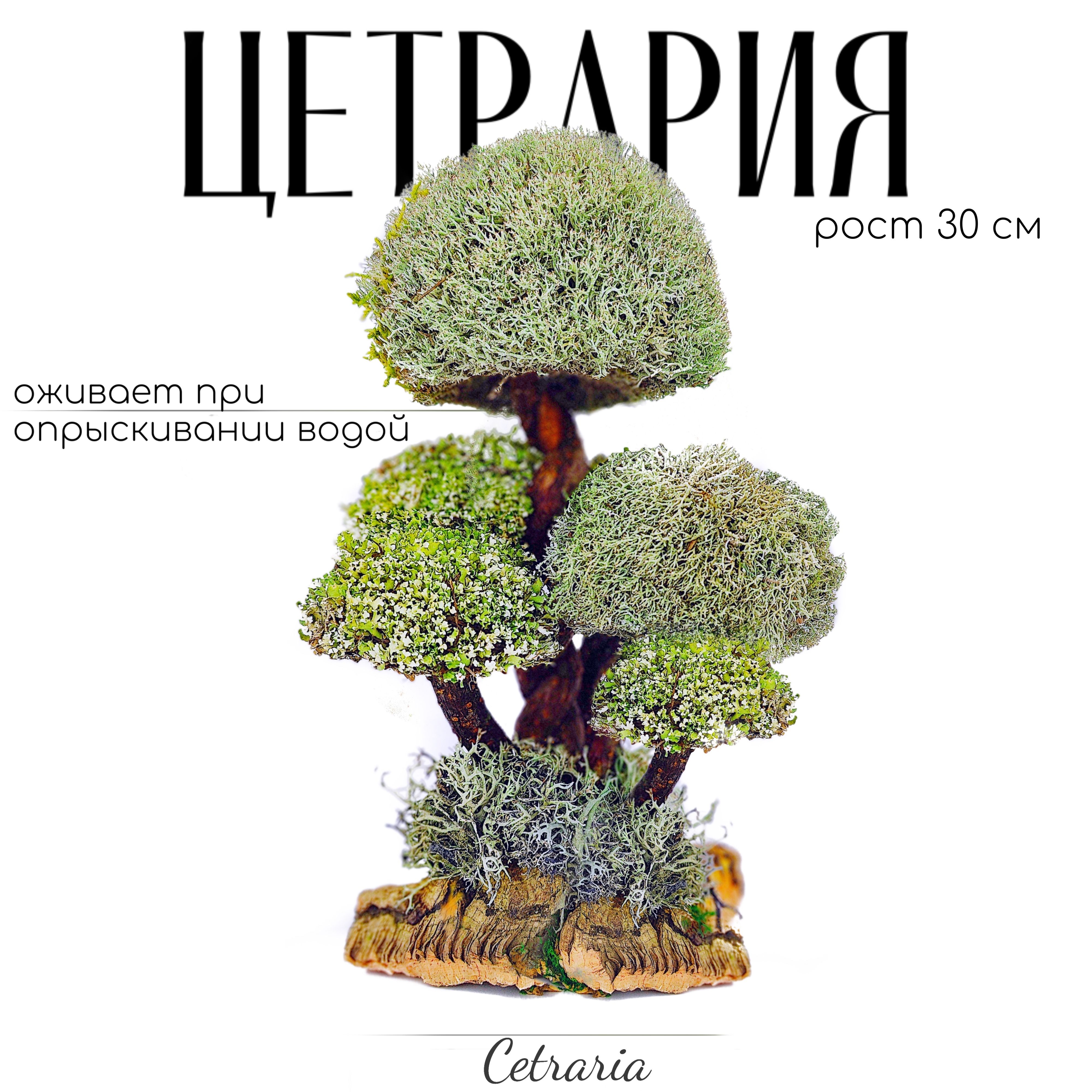 Цетрария Дерево купить на OZON по низкой цене