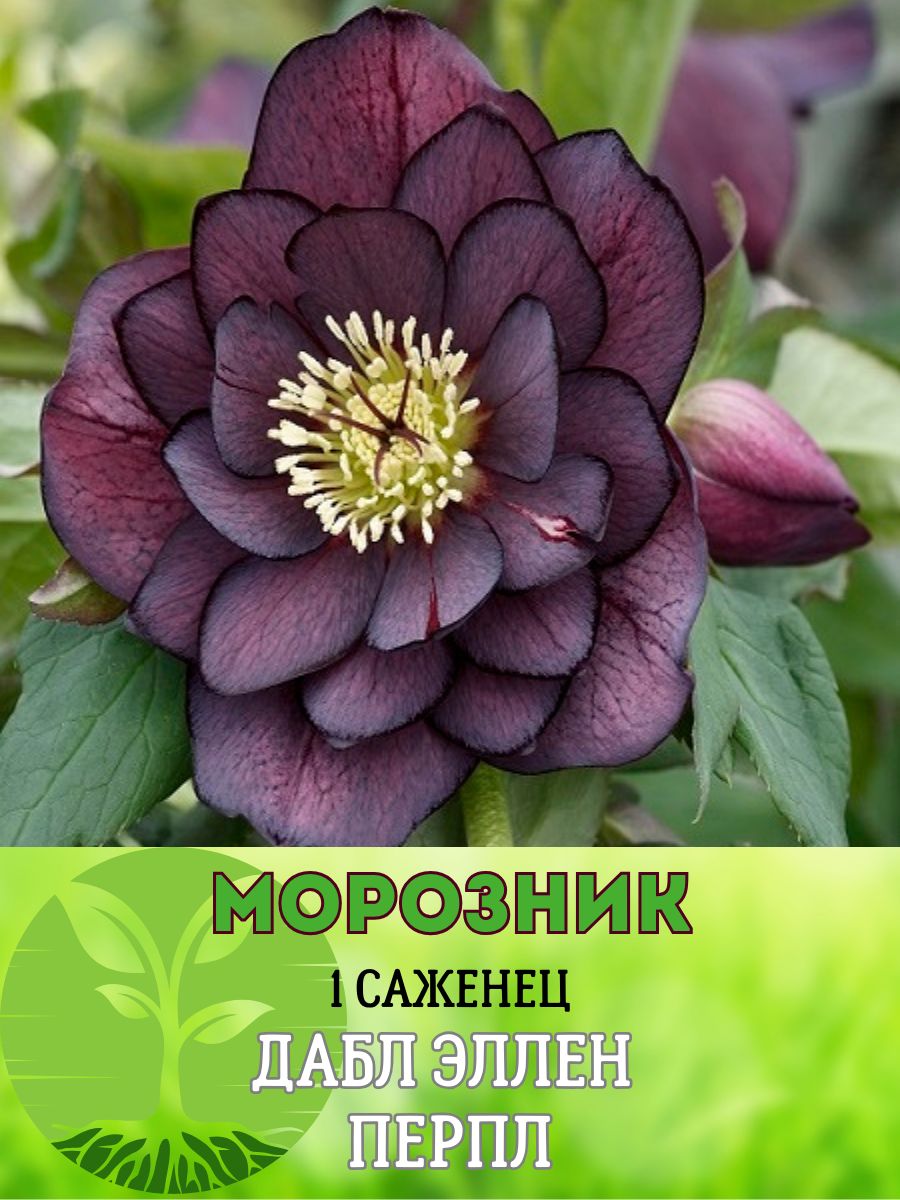 Морозник Цветок Купить Саженцы