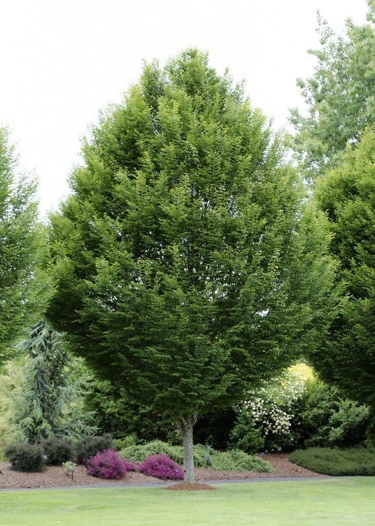 Carpinus betulus (European Hornbeam) - Carpinus (Am.Hornbeam, Ironwood) - Trees