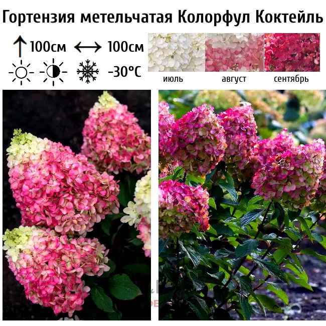 Гортензия colorful коктейль фото и описание