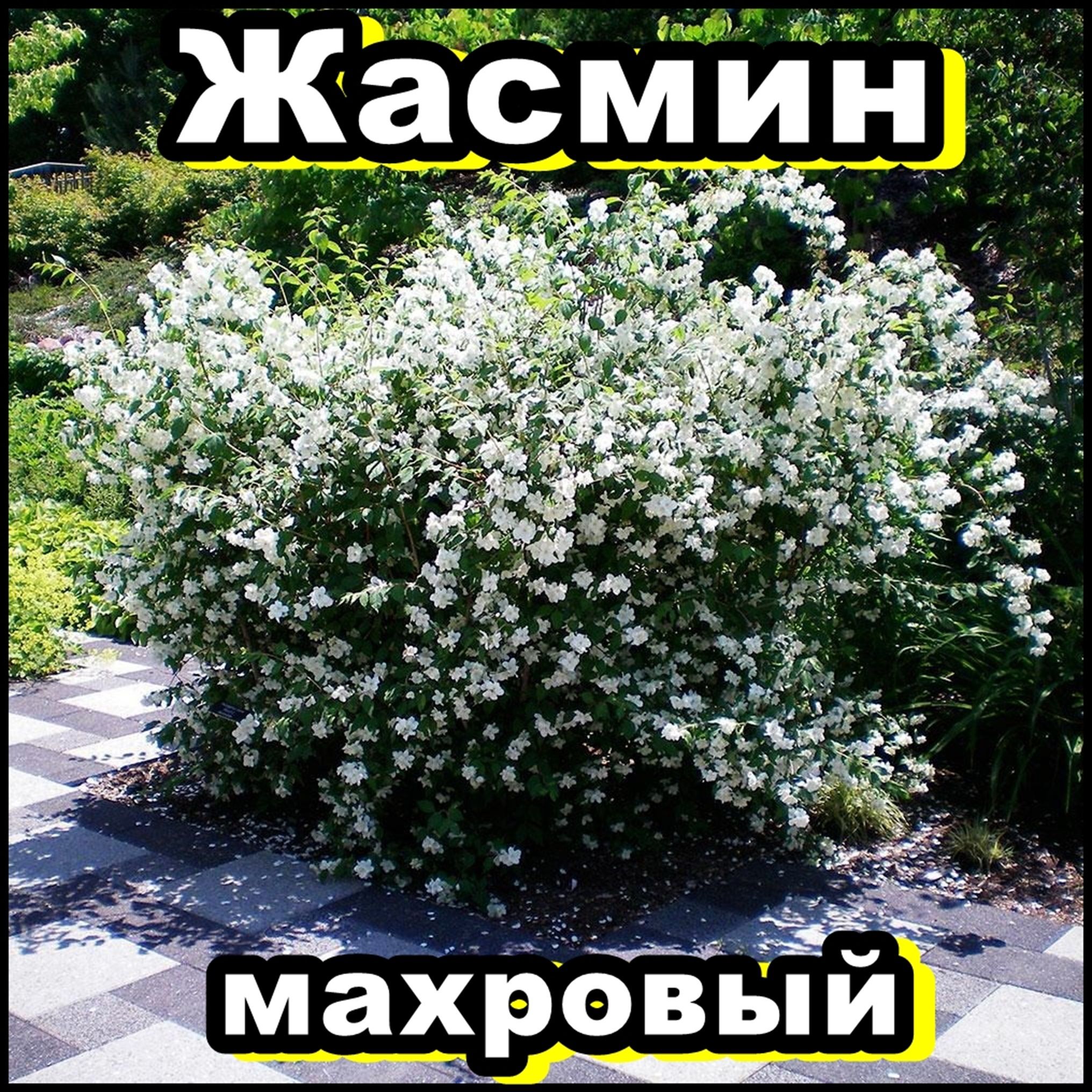 Жасмин махровый