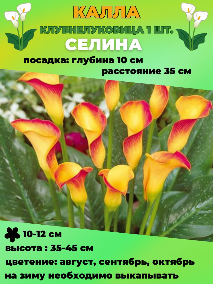 Купить Луковицы Каллы В Интернет Магазине Недорого