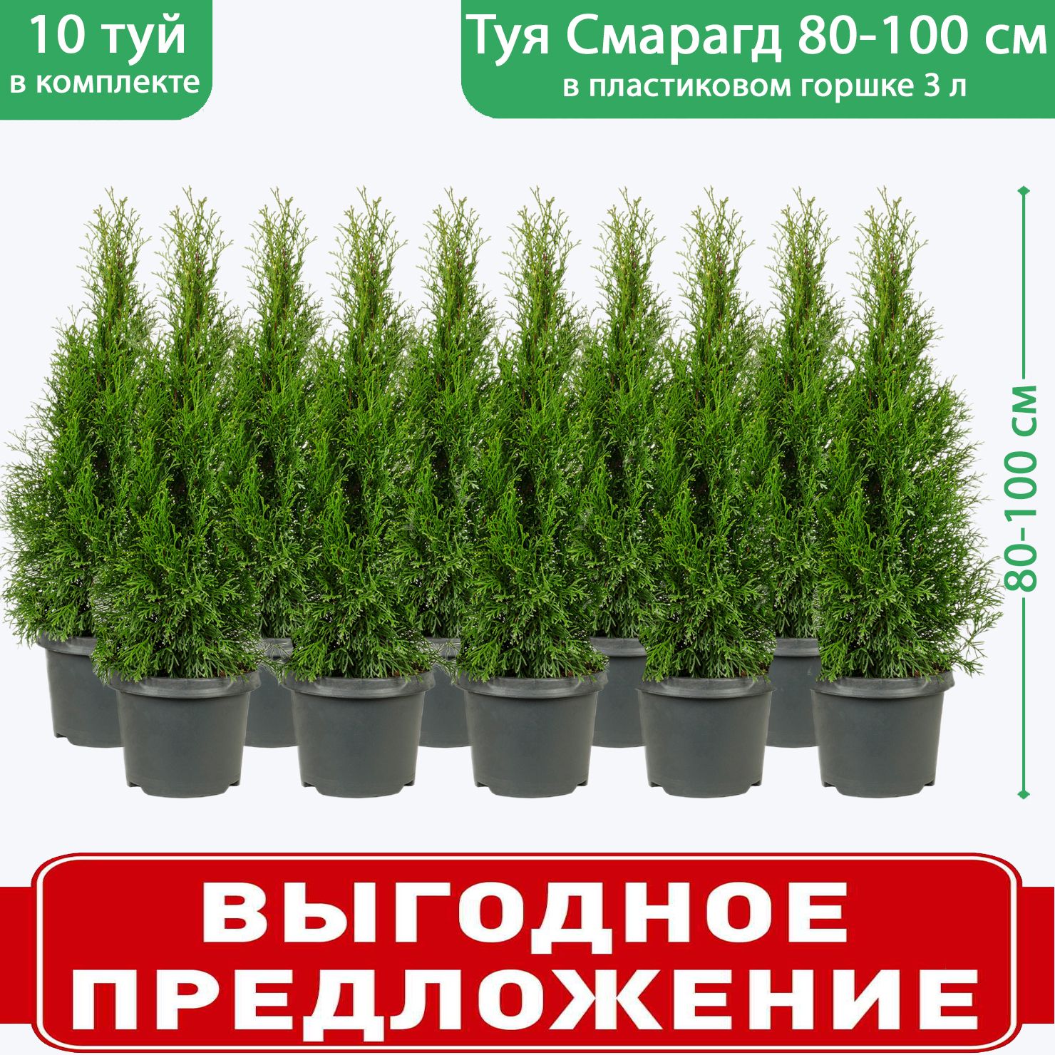 Туя западная Смарагд C3,...
