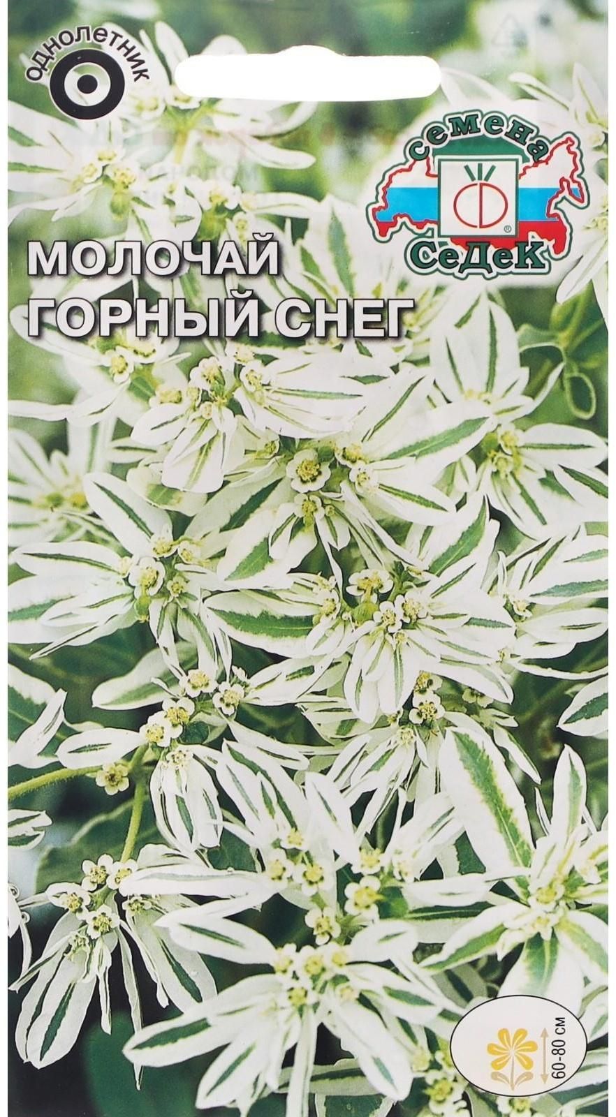 Семена молочай горный снег седек. Молочай окаймленный горный снег. Горный снег это. Горный снег это. Молочай окаймленный горный снег.