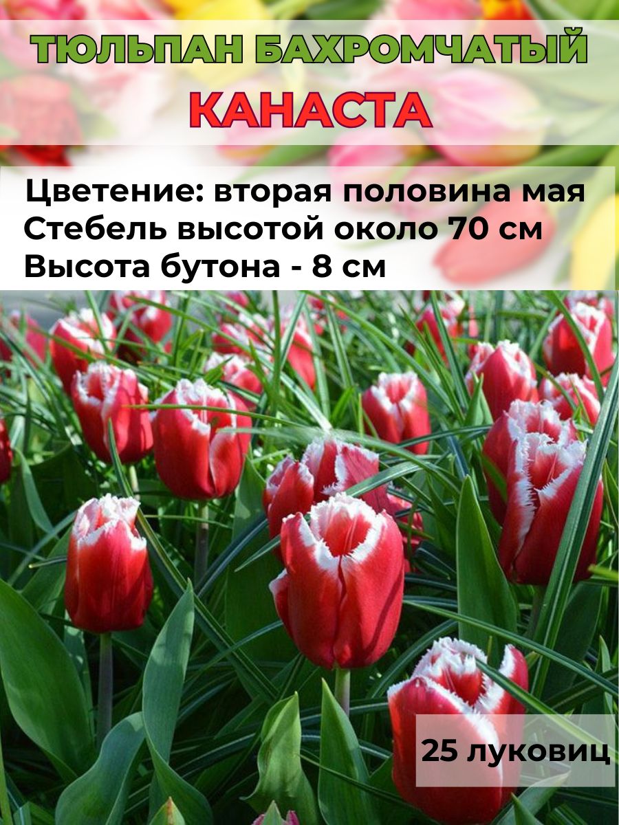 Тюльпаны пломбир