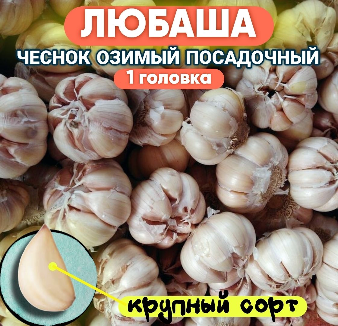 Чеснокотборный(от50г.)озимыйкрупный"Любаша"1головка,качественныйчеснокнапосадку+инструкцияповыращиванию/Livata